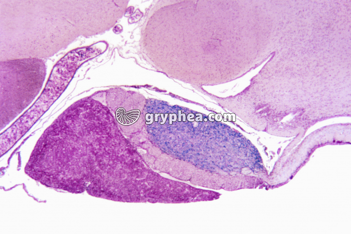 Hypothalamus et hypophyse en place - vue d'ensemble CL x35 - gryphea.com